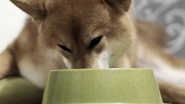 Лучшая миска для собаки / и кошки смотреть онлайн