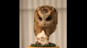 Сова ест мышек