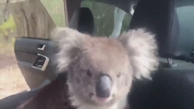 🔴 Koala in a Car | Rewrite News in Simple for Learning English смотреть онлайн
