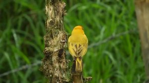 Расслабляющее пение канарейки – бальзам на душу.