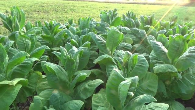 Первая ломка Листа. смотреть онлайн