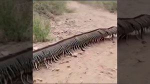 сороконожка.mp4