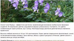 Цветы похожие на дельфиниум описание растений с колосовидными соцветиями