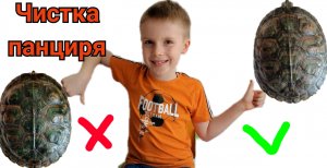 Купаем красноухую черепаху. Устин чистит панцирь черепахе.