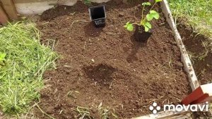 Сорта клубники для Ленинградской области ?