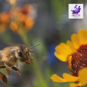 SilMi - Soul of a Bee