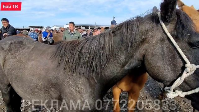 КУЛУНДУУ БЭЭЛЕР| Байтал Тай баалары ?