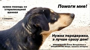 Собачка черная, щенная с клещами