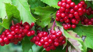 Куст калины растёт у меня во дворе