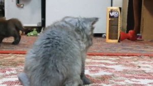 Котята, по есь Мейн-кун. Мама чистокравная папа просто лююящий:)