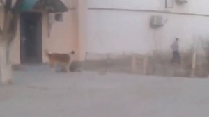 Бой собак и люлей...