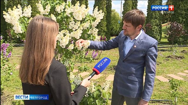 В сирингарии ботанического сада НИУ "БелГУ" расцвела сирень