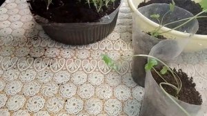 Сельдерей корневой. Немного передержали, распутываем, рассаживаем.