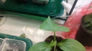 Семена Алтая огурцы Корюшка, Семеро Козлят, независимое тестирование, через 18 дней после посева