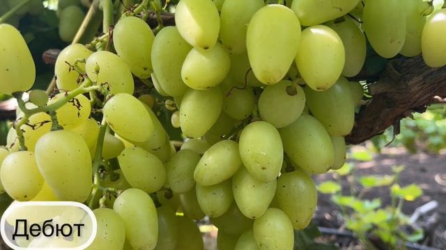 Первые созревшие бело-ягодные формы винограда! смотреть онлайн