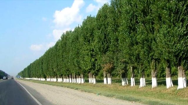 Почему в СССР повсюду сажали тополя?