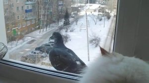 охота на голубей