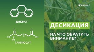 Десикация: на что обратить внимание? Разбираем разницу действия диквата и глифосата