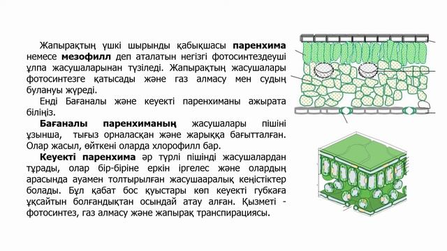 ІІ - тоқсан, Биология, 7 класс, Жапырақтың құрылысы мен қызметі. Жапырақтың ішкі құрылысы. Судың б смотреть онлайн