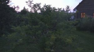 Пересаженная бузина.