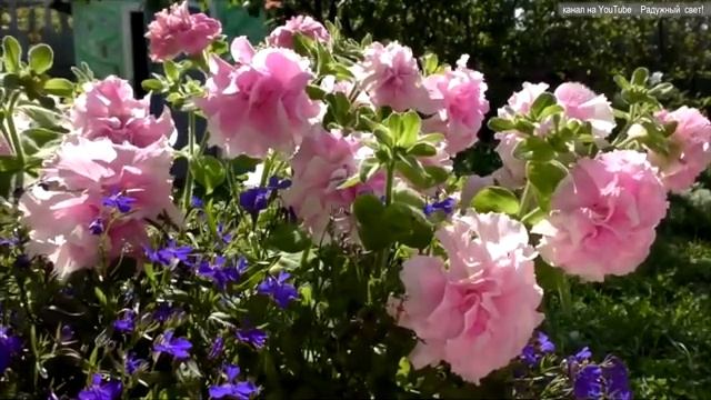 Зарисовка - Чудесные прекрасные цветы (Гусарова Людмила) смотреть онлайн