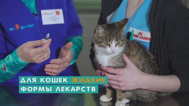 Как дать таблетку собаке или кошке. Ветеринарные советы