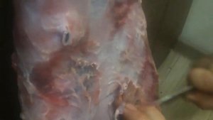 ВЫДЕЛКА шкуры бобра. ЧАСТЬ 1.Миздрение