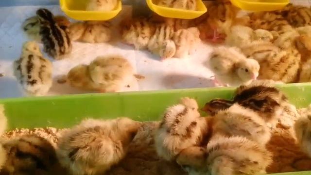 Перепела. Вес инкубационного яйца имеет значение?