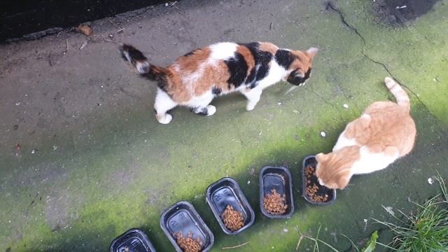 Скромно и шуганно себя под камерой ведут дворяне ? 03.09.23 смотреть онлайн