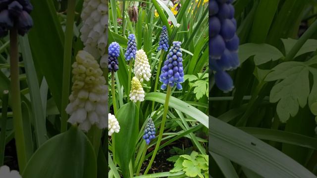 Grape Hyacinth flower 💜 explained by lovely Dutch neighbor