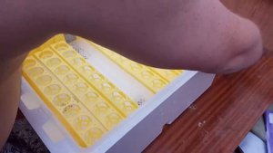 Инкубатор с ALIEXPRESS