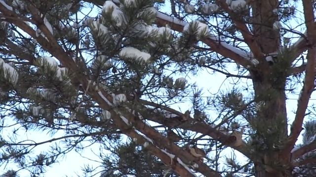 Как солнце и снег порадовали. Прогулка под девизом: "Удивительное рядом!" смотреть онлайн