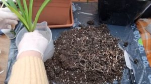 Про жирование гиппеаструмов и корневых клещей