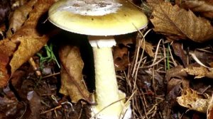 Бледная поганка. Слушать онлайн сказку для детей