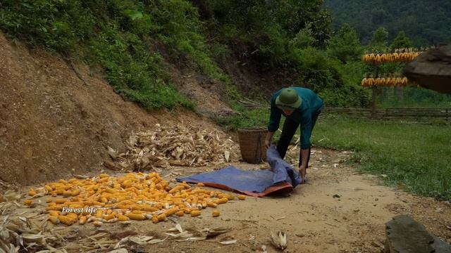 Forest life, Harvest corn, Bamboo shoots, Go to the market to sell