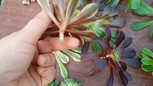 Укореняю черенки эониумов весной