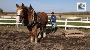 Хозяйство Советские тяжеловозы Смоленщины лето 2022