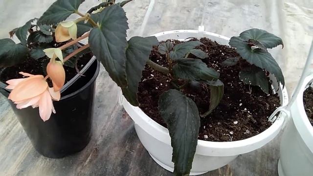 Бегония беллекония - секрет укоренения. смотреть онлайн