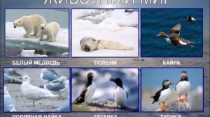 Арктическая пустыня