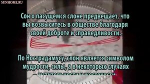 К чему снится Слон сонник, толкование сна