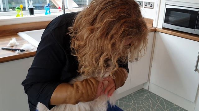 Ragdoll Cat - Bib Trim смотреть онлайн