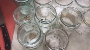 Каша перловая и гречневая в белорусском автоклаве