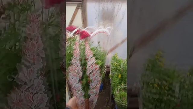 Осенние ярмарки в реализации хризантем. смотреть онлайн