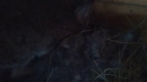Кролики Фландр | Рождественское рождение крольчат | Чего ждать дальше от кроликов....