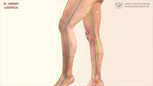 Где проходит Меридиан почек в теле человека