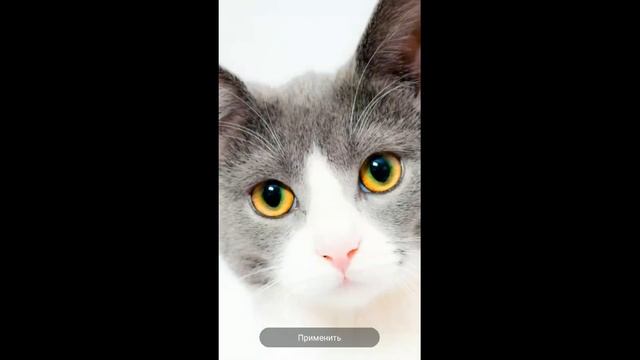 Установить изображение ,фото на экран смартфона смотреть онлайн