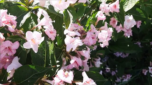 Цветёт красивая вейгела смотреть онлайн