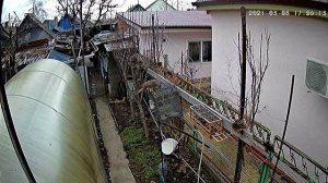 Ястреб Тетеревятник атакует птиц