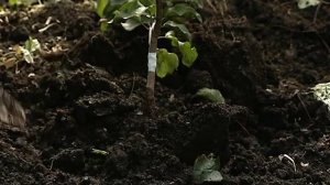 Лотенков  Агротехника