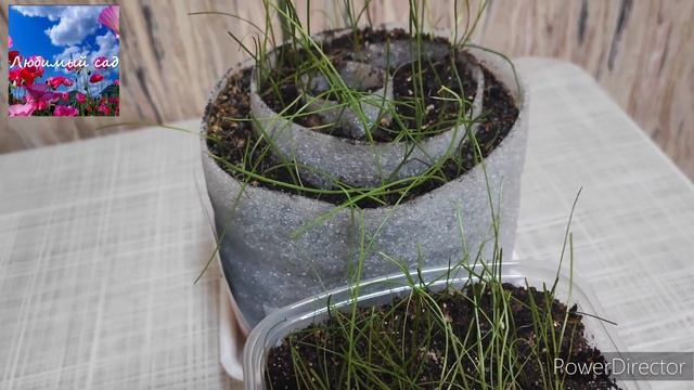 Рассада лука: стрижка, подкормки и пр. ? смотреть онлайн